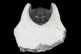 Bargain, Hollardops Trilobite - Visible Eye Facets #178824-1